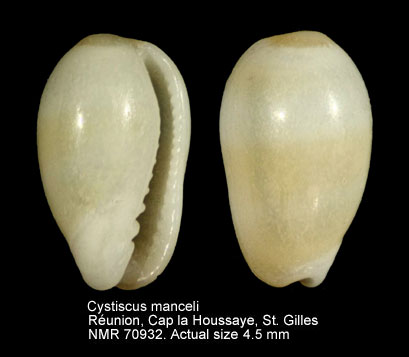 Cystiscus manceli.jpg - Cystiscus manceli (Jousseaume,1875)